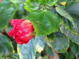 Hibiscus rosa-sinensis 'China Rose' (Red Cultivars)