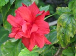 Hibiscus rosa-sinensis 'China Rose' (Red Cultivars)