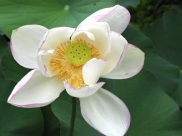 Nelumbo nucifera (Lotus)