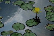 Nymphaea spp. (Water Lily, Yellow)