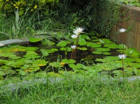 Nymphaea spp. (Water Lily, White)