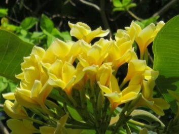 Plumeria rubra (Yellow)