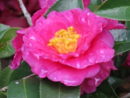 Camellia sasanqua (ShiShi Gashira)