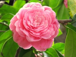 Camellia sasanqua 'Pink Perfection'