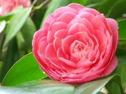 Camellia sasanqua 'Pink Perfection'