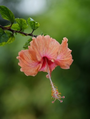 Hibiscus rosa-sinensis (Orange)