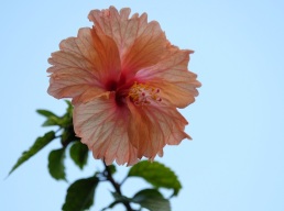Hibiscus rosa-sinensis (Orange)