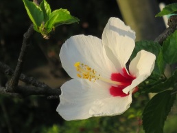Hibiscus rosa-sinensis (White Wings)