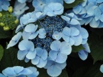 Hydrangea macrophylla (Blue)