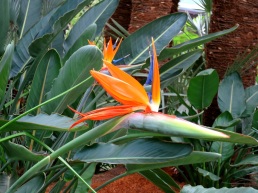 Strelitzia reginae 'Bird of Paradise'