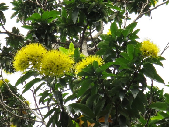 Xanthostemon chrysanthus 'Golden Penda'