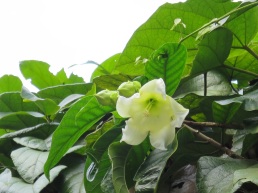 Beaumontia jerdoniana (Nepal Trumpet Flower)