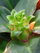 Costaceae varzearum