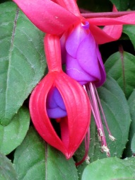 Fuchsia 'Fuchsia Magellanica'
