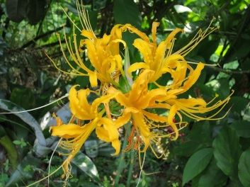 Lycoris aurea (Golden Spider Lily)