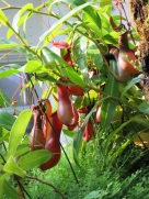 Nepenthes mirabilis (Pitcher Plant)