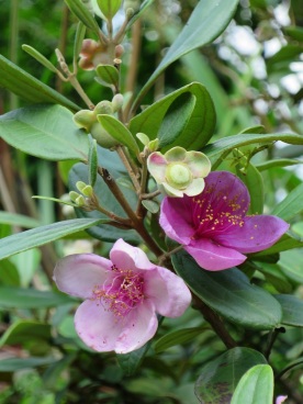 Rhodomyrtus tomentosa 'Rose Myrtle'