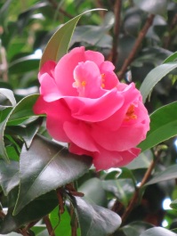Camellia japonica