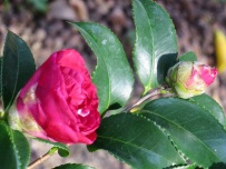 Camellia sasanqua 'Nagasaki'