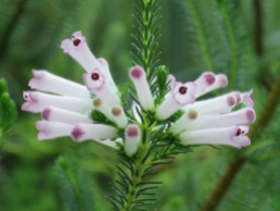 Erica verticillata (Cape Flats Erica)