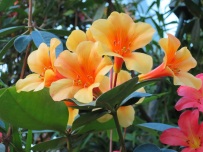 Rhododendron 'Vireya'
