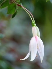 Fuchsia hybrida (Pink flushed white)