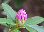 Rhododendron 'Senora Meldon'