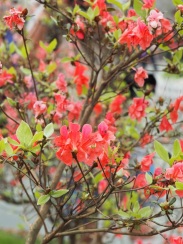 Rhododendron simsii (Red Azalea)