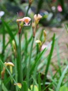 Cyrtanthus mackenii (Ifafa Lily)