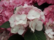 Hydrangea macrophylla (Pink and White)