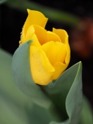 Tulipa gesneriana (Garden tulip)