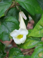 Thunbergia erecta 'Alba' (White King's Mantle)