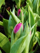 Tulipa gesneriana (Garden tulip)